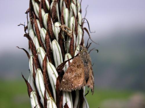 Erynnis tages